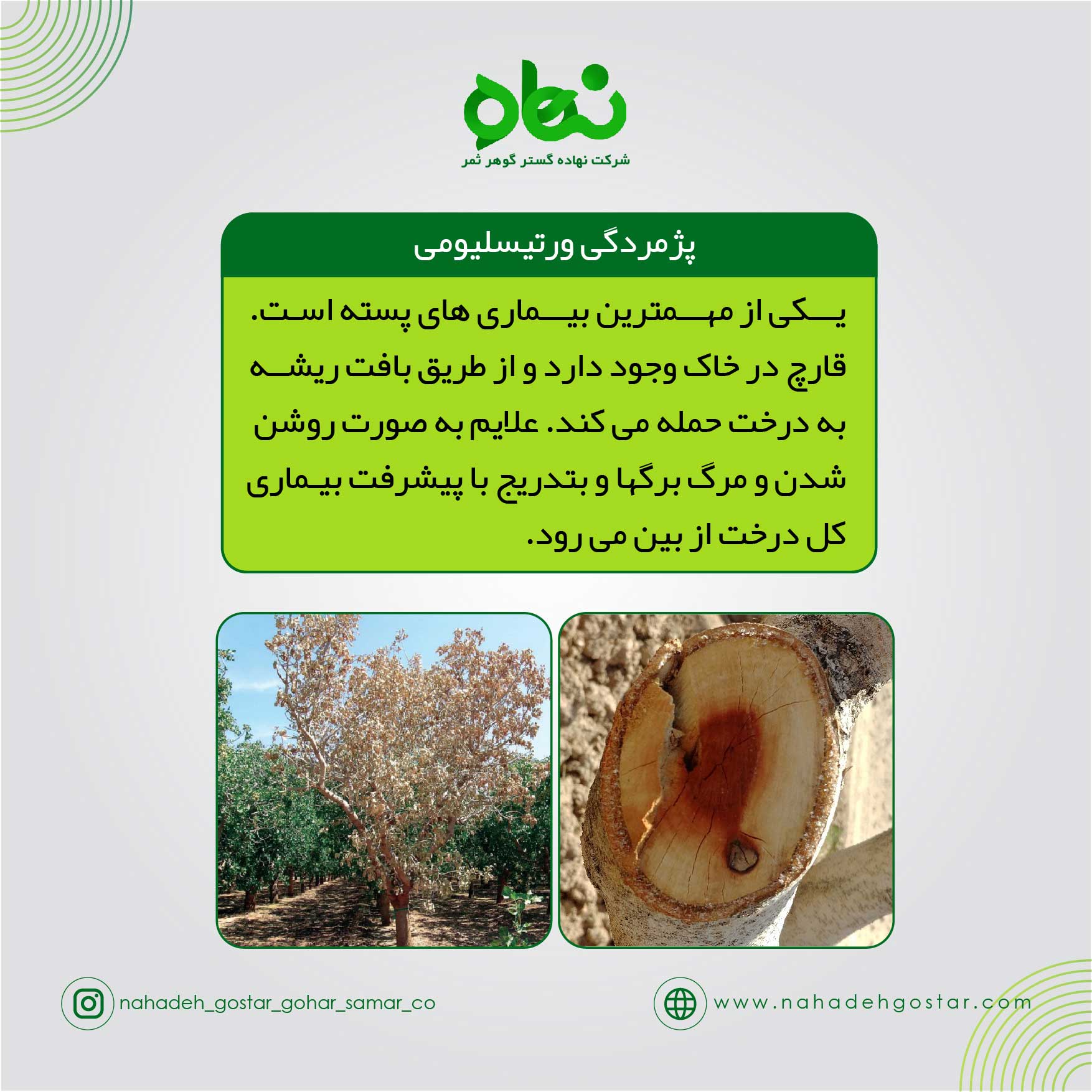 پژمردگی ورتیسلیومی